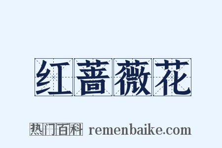 红蔷薇花是什么意思的图片